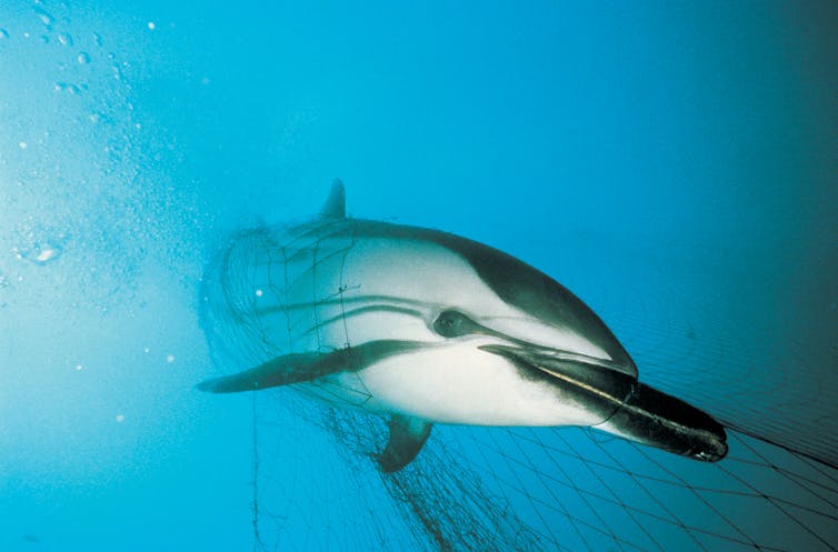 Delfín atrapado en la red