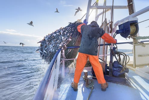 Dolphins, turtles and birds don’t have to die in fishing gear – skilled fishers can avoid it