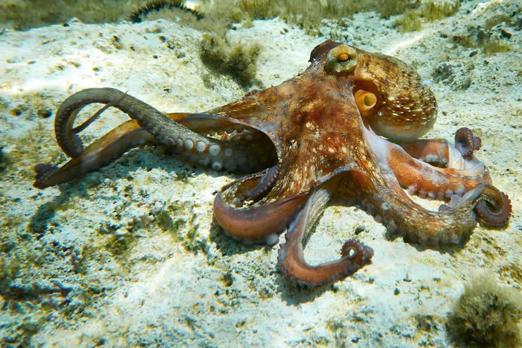 An octopus.