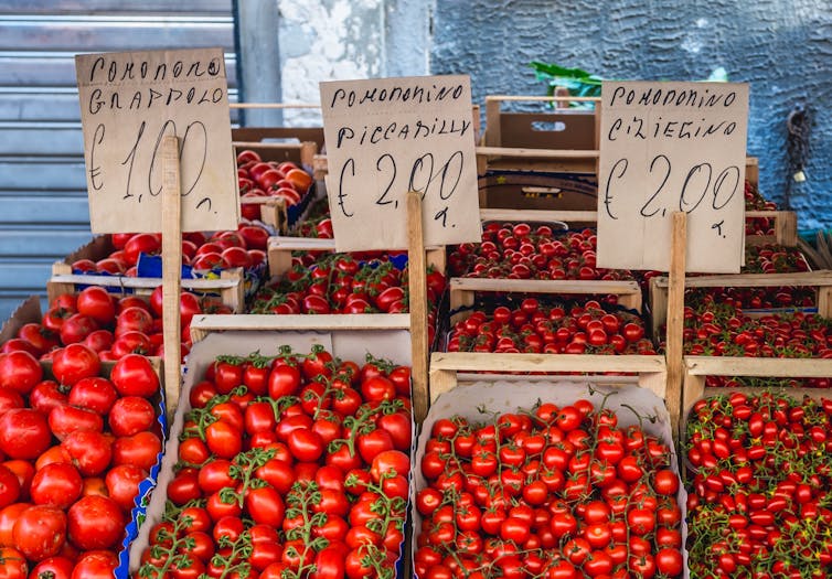 Historia del tomate: del desprecio de las élites al éxito industrial