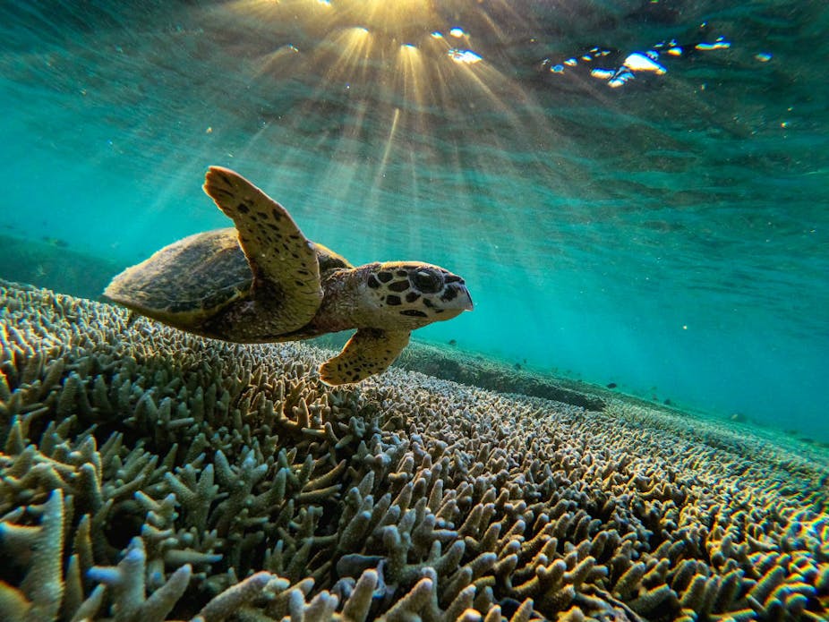 A Hawksbill turtle swims among the corals. 