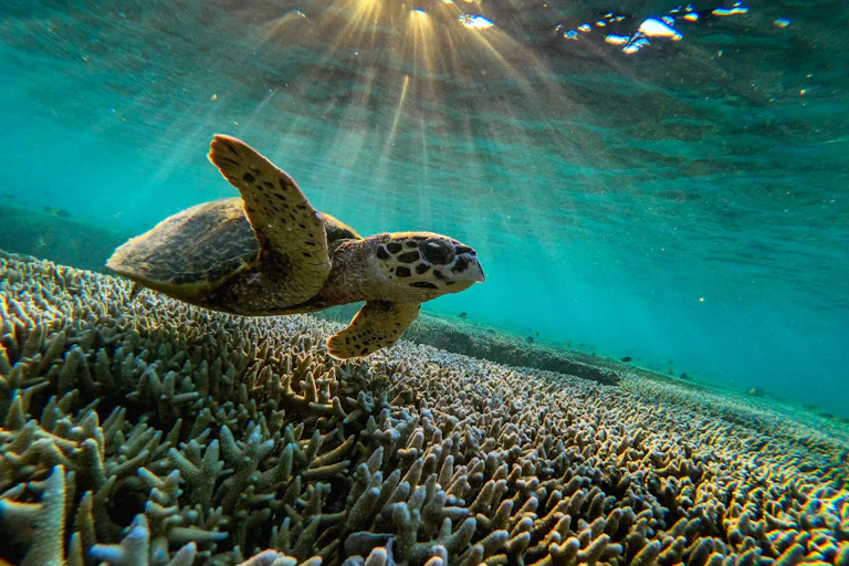 A Hawksbill turtle swims among the corals.