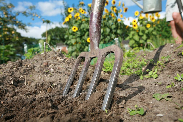 A pitchfork planted in soil with yellow flowers behind it.