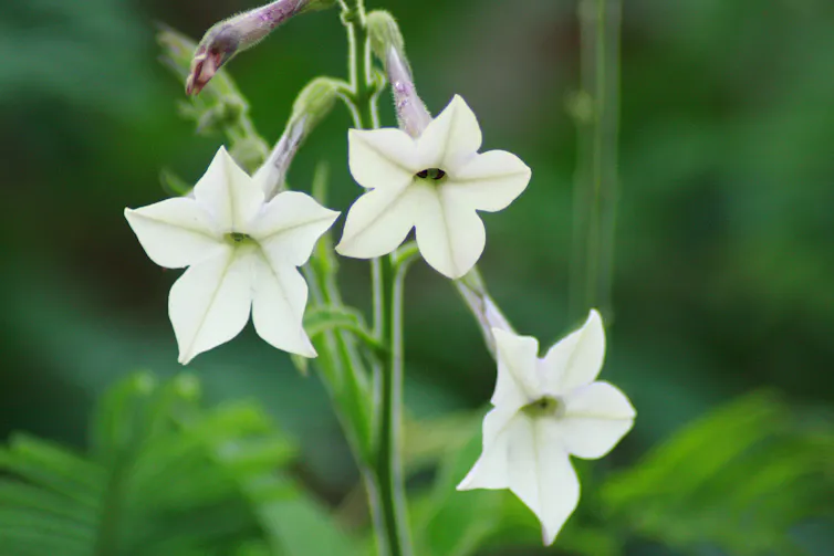 does tobacco cure cancer Tobacco plants may contain cure for cancer, a new twist in protein–lipid interactions does tobacco cure cancer Tobacco plants may contain cure for cancer, a new twist in protein–lipid interactions