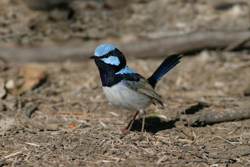 New research shows planting trees and shrubs brings woodland birds back to farms, from superb fairy wrens to spotted pardalotes