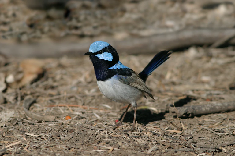 Superb fairy wren