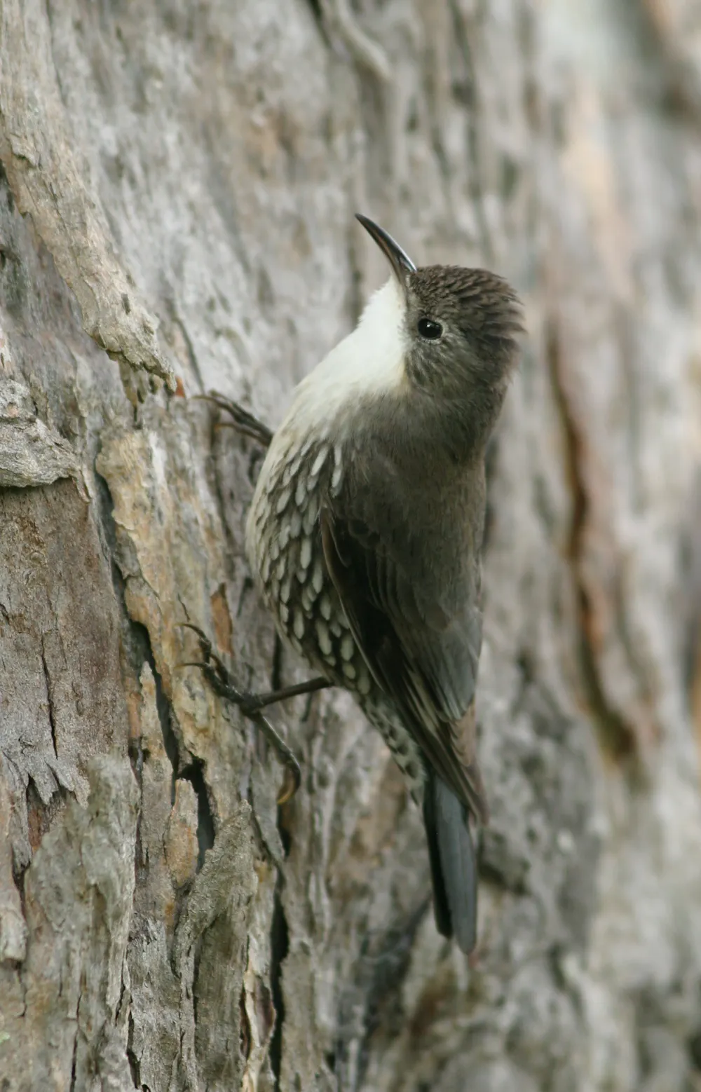 New research shows planting trees and shrubs brings woodland birds back ...