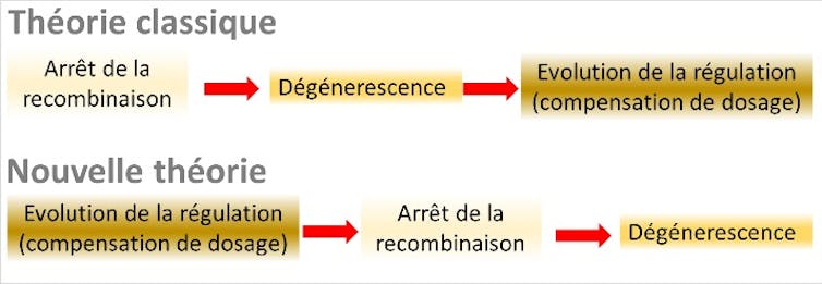 Classical theory: cessation of recombination, degeneration, dosage compensation. New theory: dosage compensation, recombination stop, degeneration.