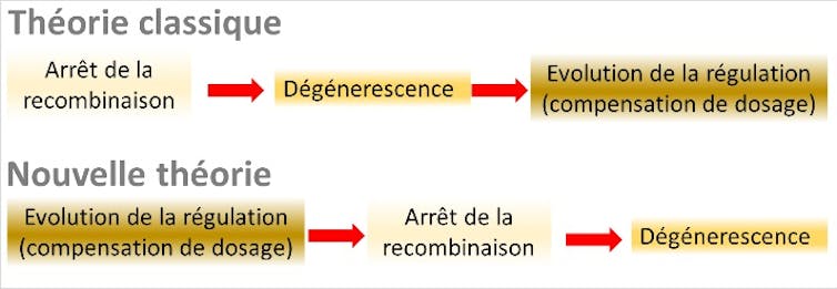 Théorie classique : arrêt de la recombinaison, dégénerescence, compensation de dosage. Nouvelle théorie : compensation de dosage, arrêt de la recombinaison, dégénerescence