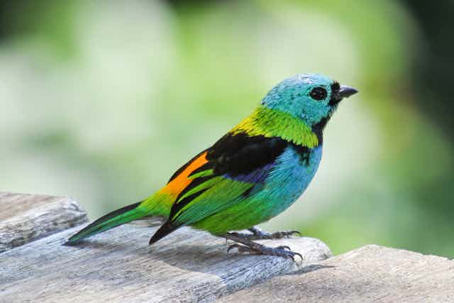 Multi-coloured Green headed Tanager