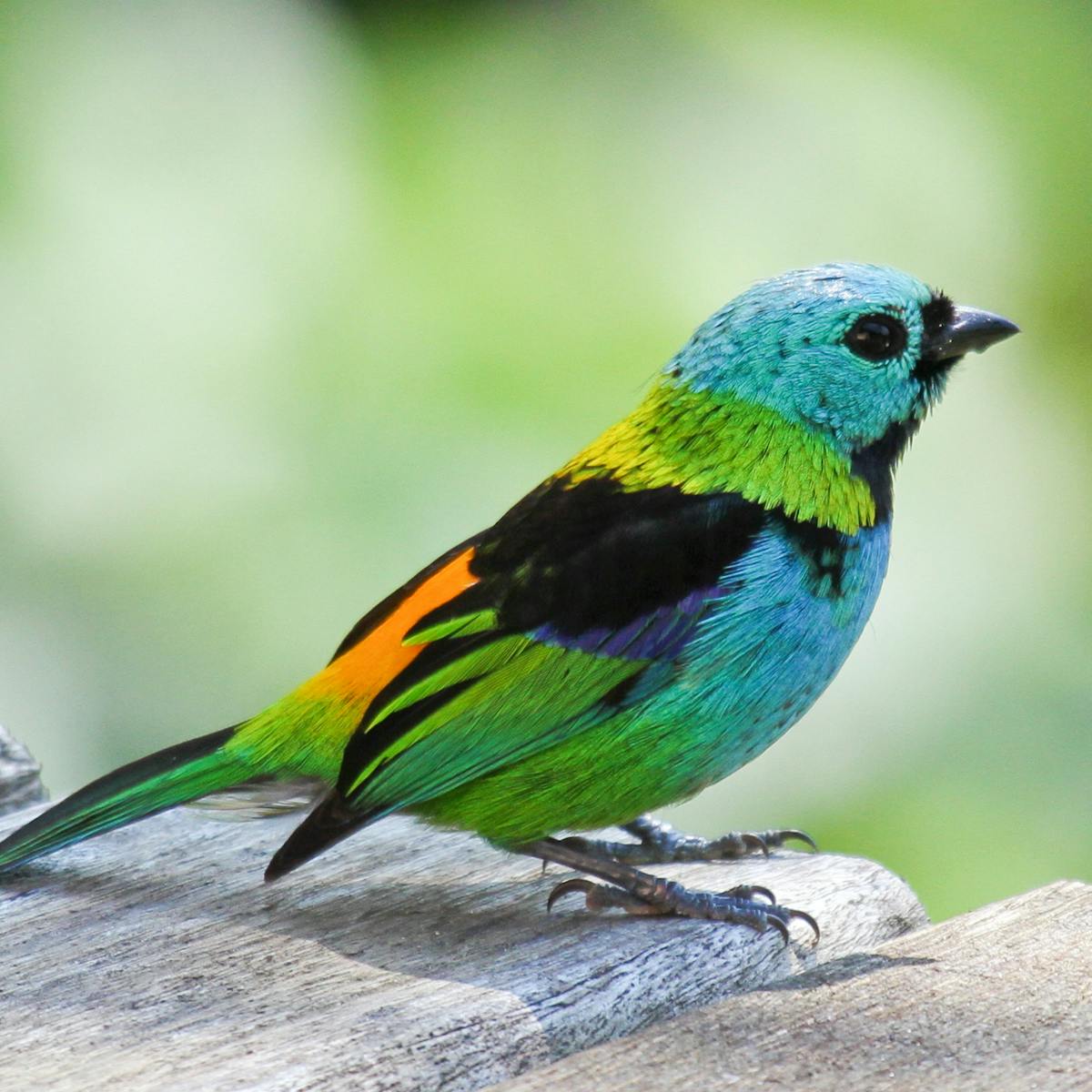 Here's how we proved that tropical birds are more colourful – and why  colour helps them survive