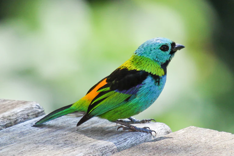 Multi-coloured Green headed Tanager