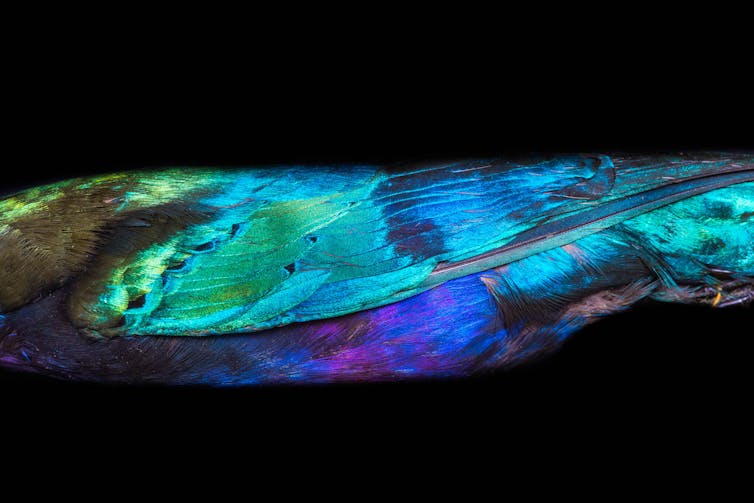 Close-up of the plumage of a Purple Starling (Lamprotornis purpureus)