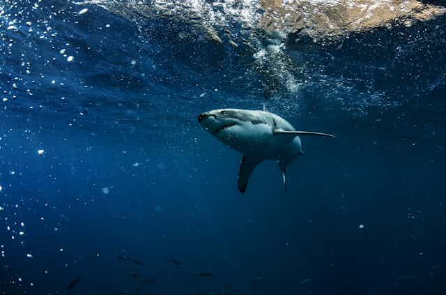a shark swimming underwater