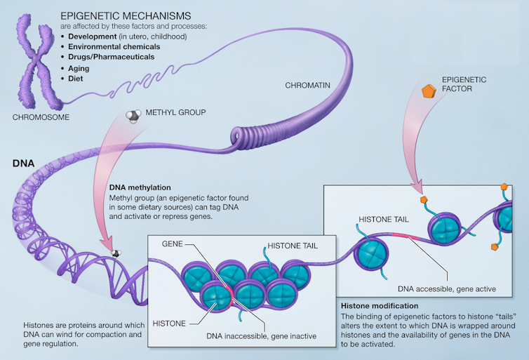 Diagram of DNA methylation and histone modification