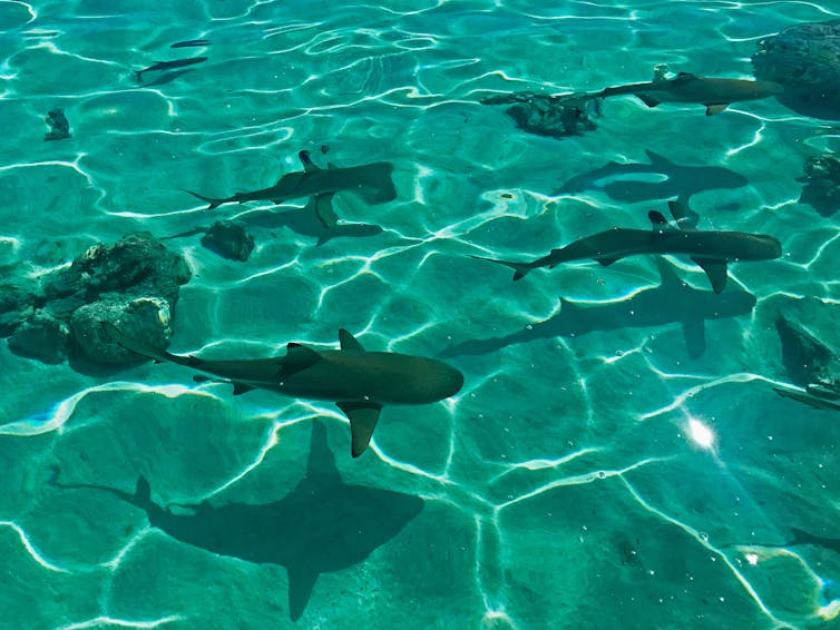 a group of sharks swimming