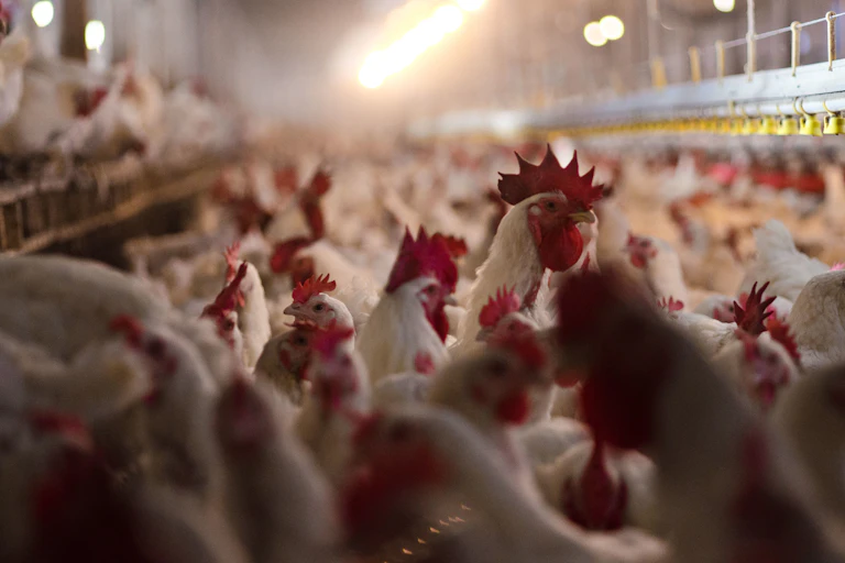 Commercial chicken house with hundreds of birds, all of one species