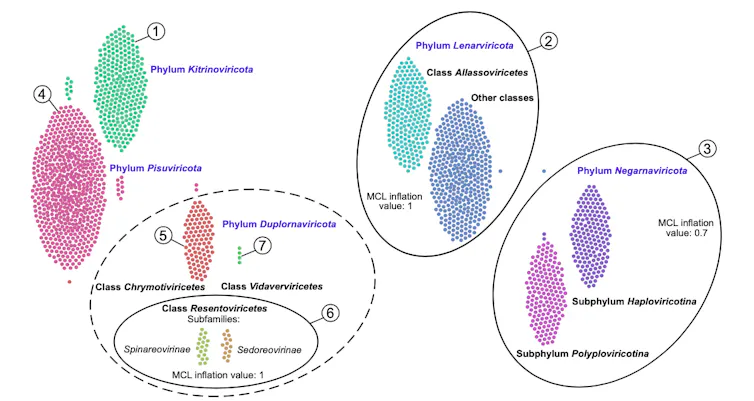 Swarm plot of the 5 phyla of RNA viruses