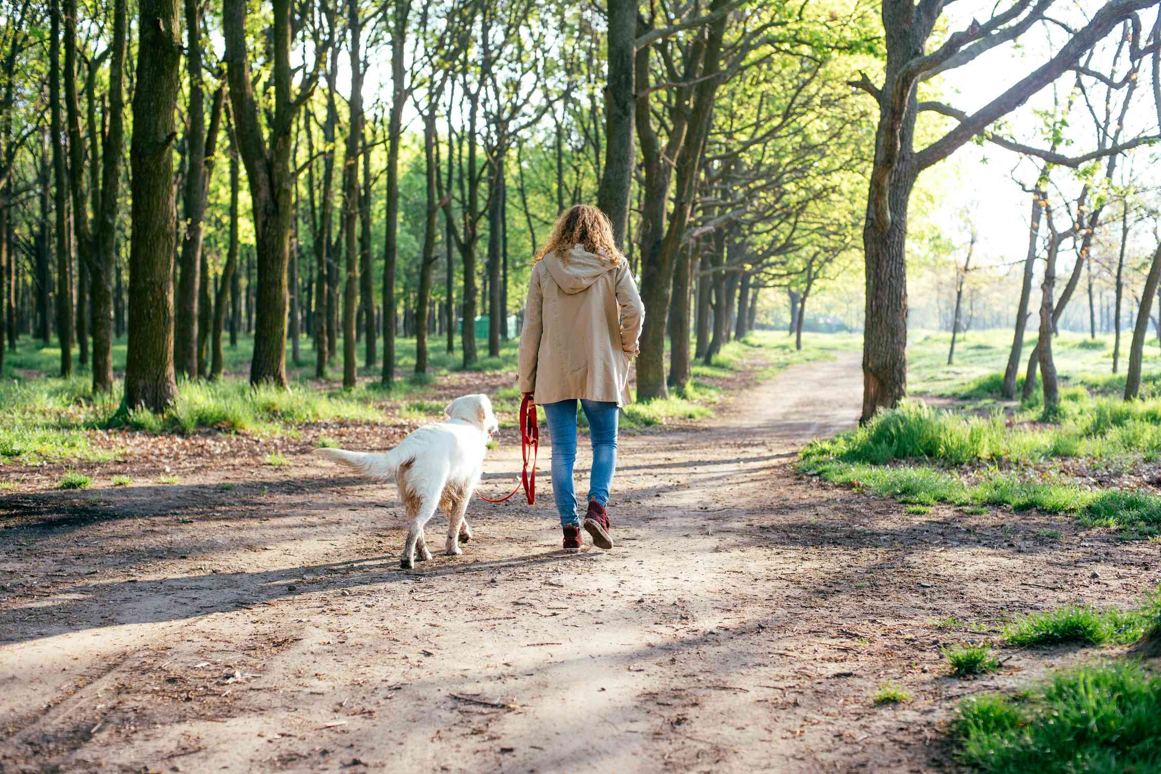 Donna che cammina cane nella zona boscosa