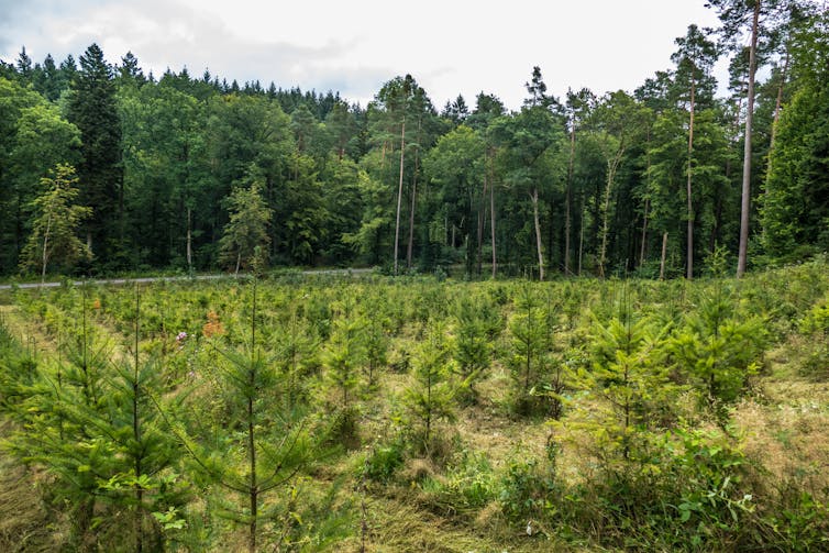 An established forest is seen in the background, with smaller newly-planted trees in the front