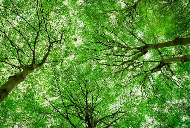 Bottom view of large trees' canopy