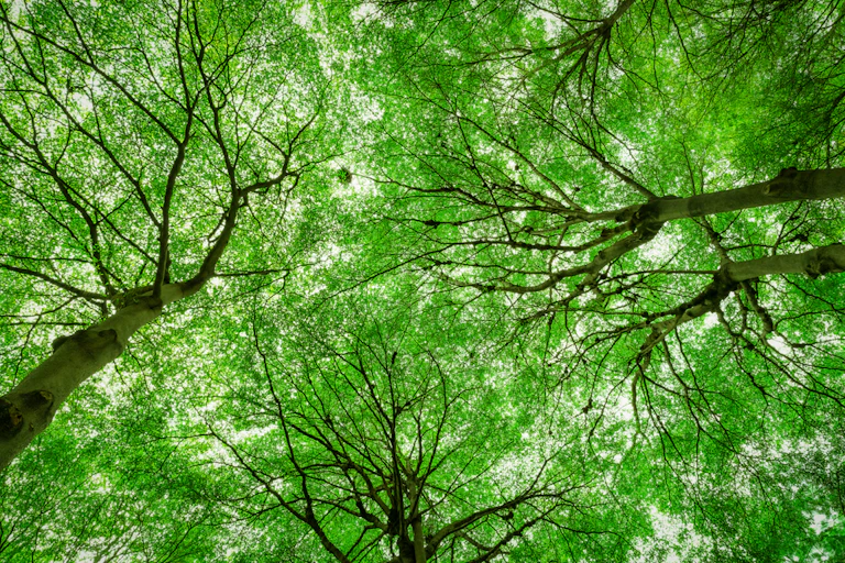 Bottom view of large trees' canopy