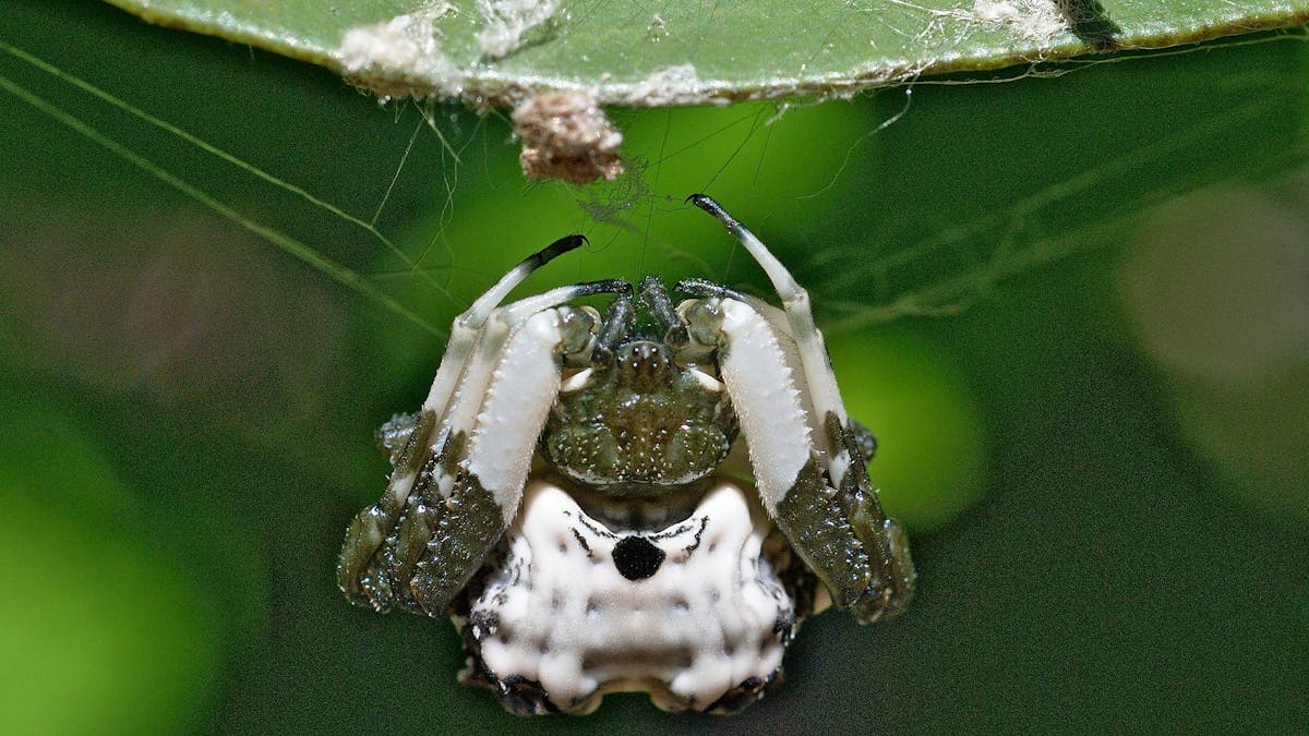 The spider that looks like bird poo – and other amazing (and gross) tricks animals deploy to survive