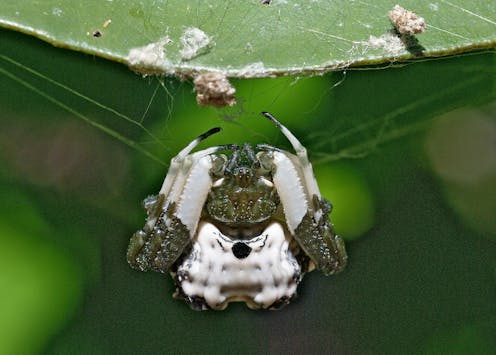 The spider that looks like bird poo – and other amazing (and gross) tricks animals deploy to survive