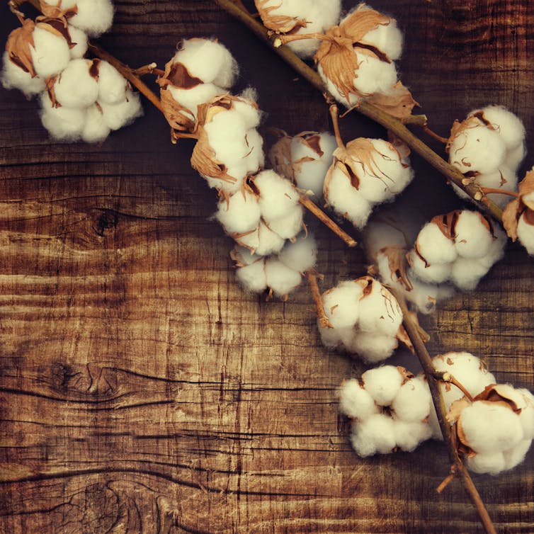 A branch of cotton laid across a wooden table.