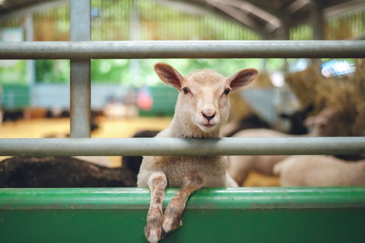 A lamb peers over a farm gate