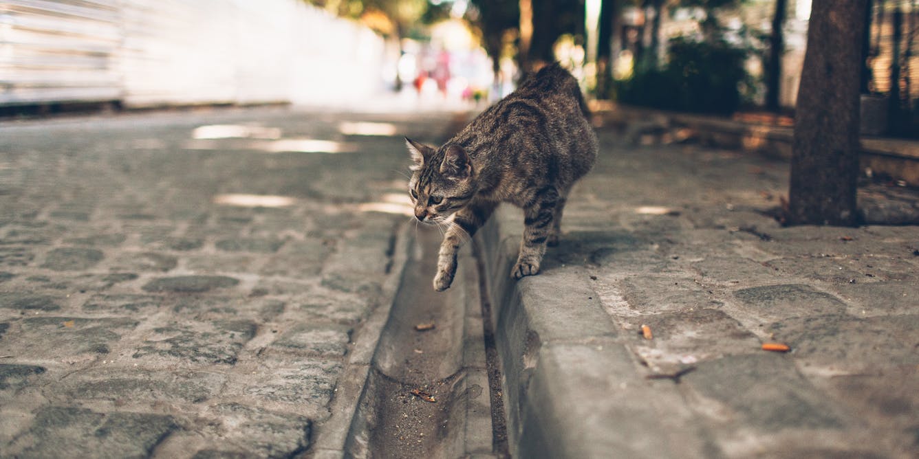 Free-roaming cats now to be trapped in Log Lane Village – The Fort