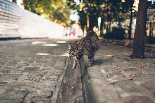 A domestic cat walks down a tree-lined, cobblestoned city street