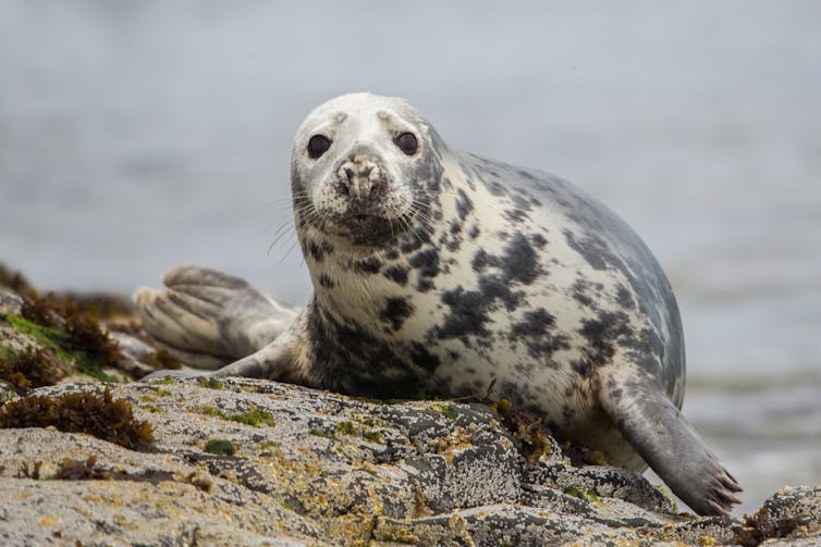 Una foca gris sobre una roca.