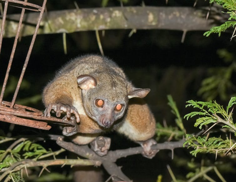 Bush babies' eyes glow