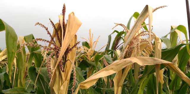 A closeup view of a field of corn, with several browning stalks.