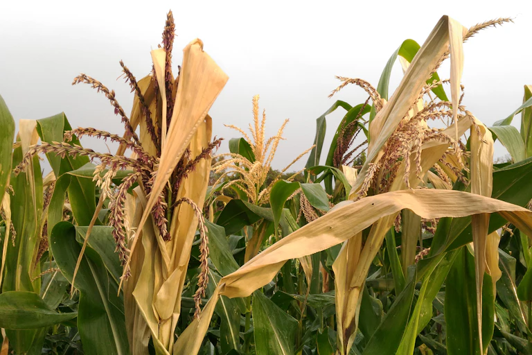 A closeup view of a field of corn, with several browning stalks.