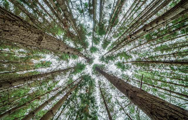 View into the canopy of pine trees