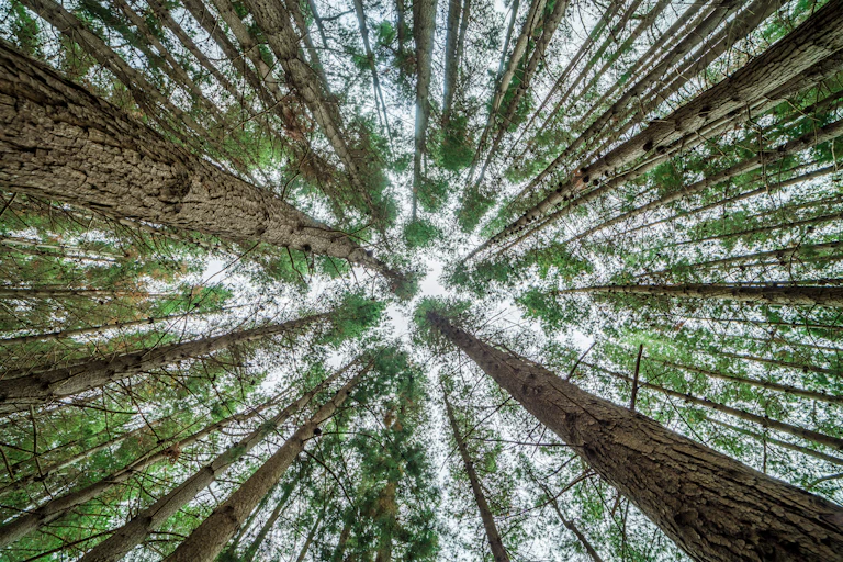 View into the canopy of pine trees