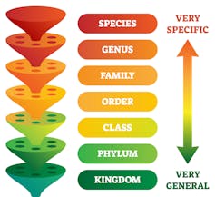 From species up to kingdom, a depiction of taxonomic rank.