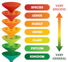 From species up to kingdom, a depiction of taxonomic rank.