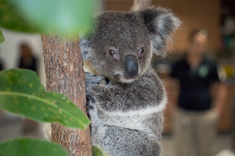 Frozen sperm and assisted reproduction: time to pull out all stops to save the endangered koala