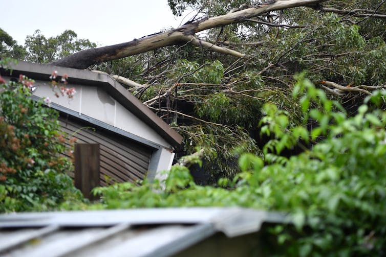 Tree fallen on top of house