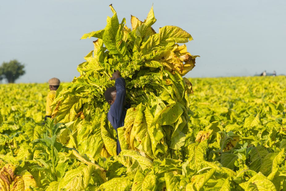 A farmer harvesting tobacco.