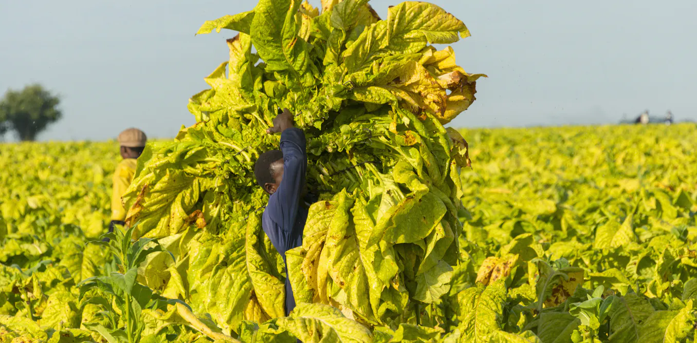effects of smokeless tobacco Effects Of “Smokeless” Tobacco On Your Dental Health