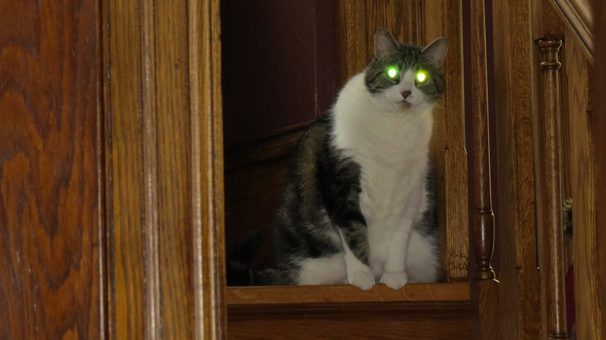 Why do cats' eyes glow in the dark