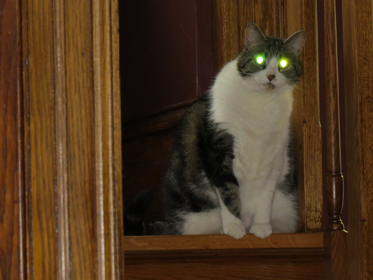Why do cats' eyes glow in the dark