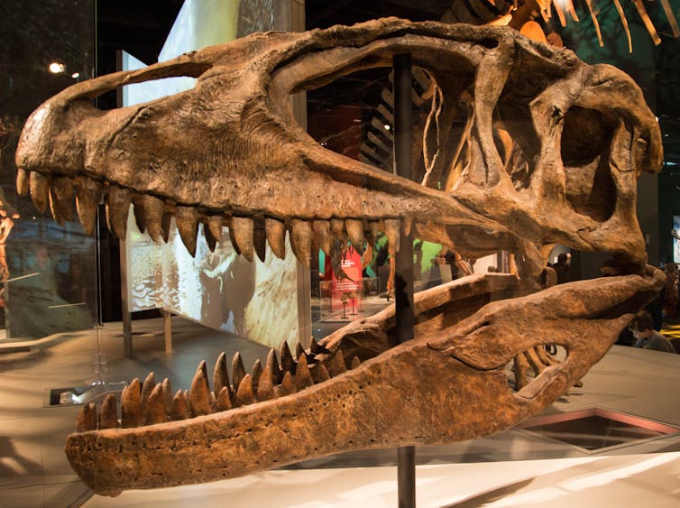 Giant dinosaur skull that is mostly jaw with pointed teeth, and large eye sockets.