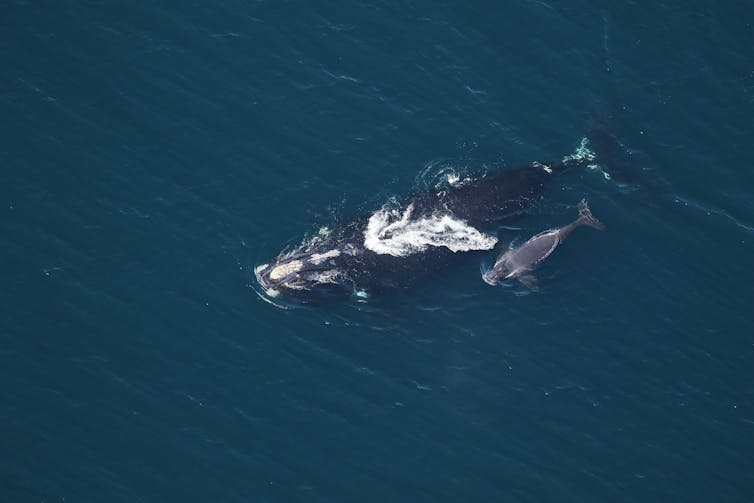 A whale and a whale calf swim on the surface of the water.
