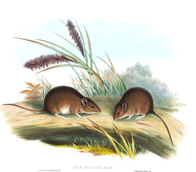 Painting of Gould's mouse