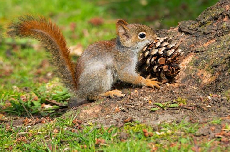 a young red squirrel carries a pine cone